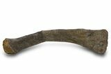 Fossil Sauropod (Camarasaurus) Radius Bone - Wyoming #379484-3